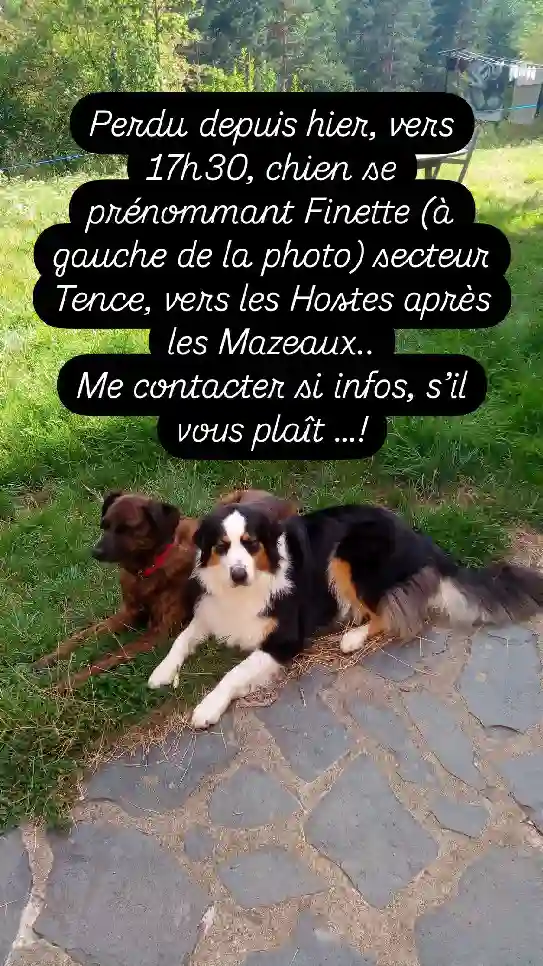 Chienne Trouvée 43 Haute-Loire - Finette Chienne Trouvée 43 Haute-Loire - Finette