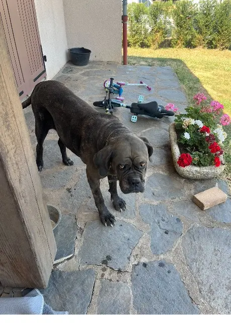 chienne reunited   43230 Saint-Georges-d'Aurac Malou