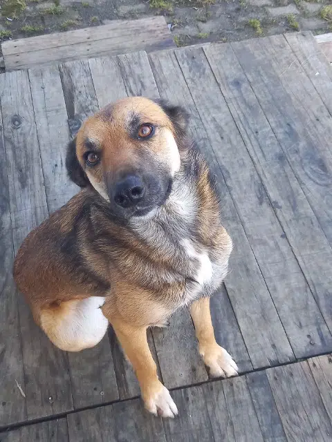 chienne reunited   43190 Tence Tessy