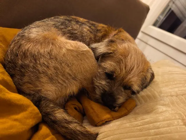 chienne reunited   44400 Rezé Alfie