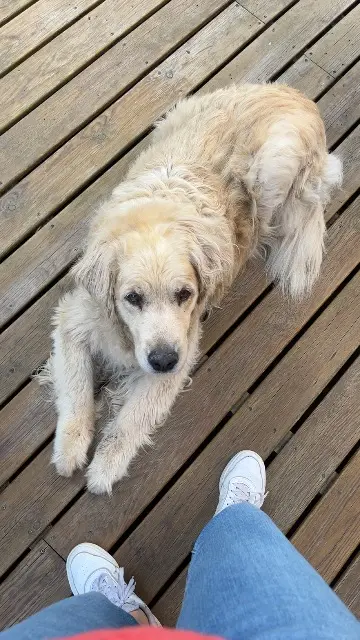 chienne reunited   44240 La Chapelle-sur-Erdre Giby