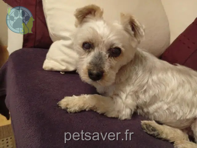 chienne reunited 44110 Soudan Golvane