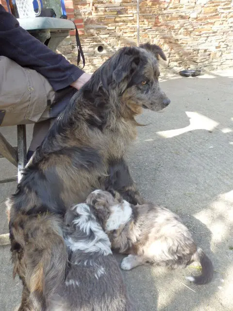 chienne reunited   44460 Avessac GRIBOUILLE