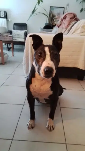 chienne reunited   44800 Saint-Herblain Hyouna