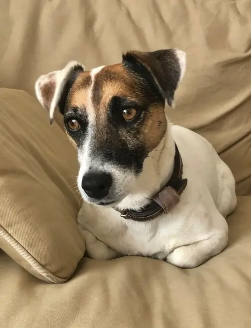 dog reunited   44240 La Chapelle-sur-Erdre Latice