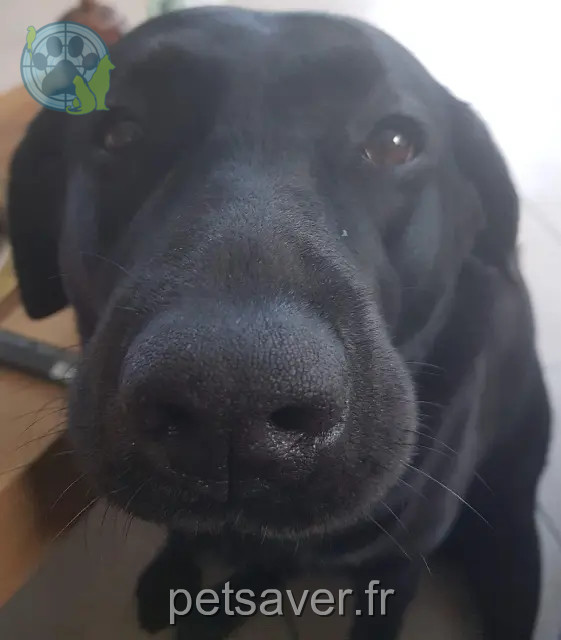 cagna reunited   44600 Saint-Nazaire Lola