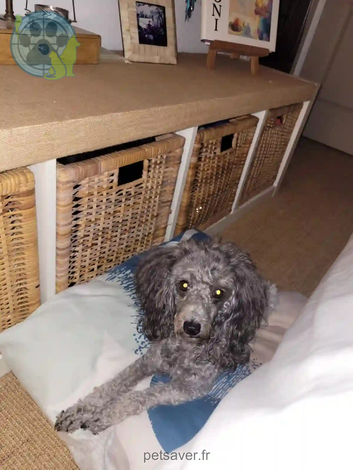 Chienne Perdue 44 Loire-Atlantique Nantes - Arya Chienne Perdue 44 Loire-Atlantique Nantes - Arya