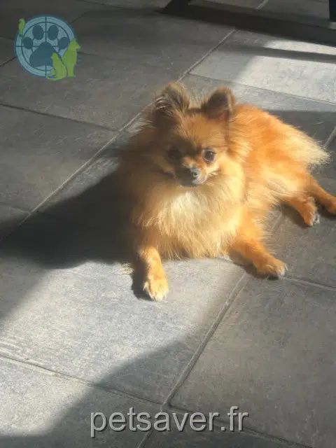 chienne reunited Nantes Xena