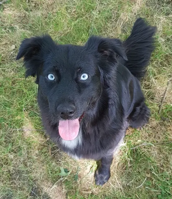 chienne reunited   44530 Drefféac Nesty