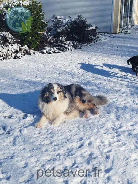 chienne reunited 44680 Sainte-Pazanne Roxanne
