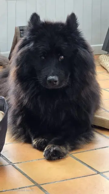 chienne reunited   44400 Rezé Samba