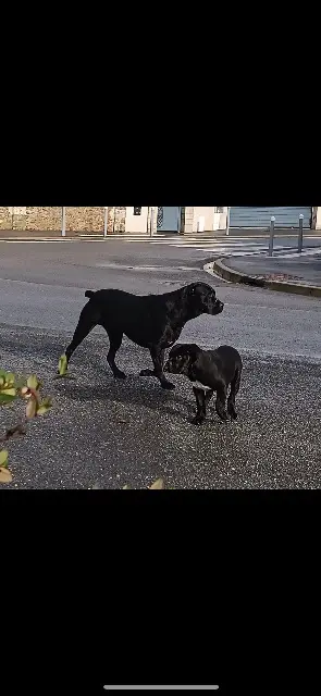 chienne reunited   44840 Les Sorinières Ursa
