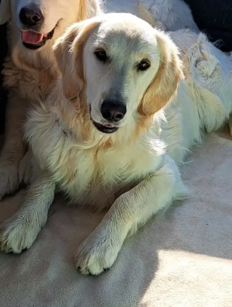 chienne reunited   44440 Riaillé Viky