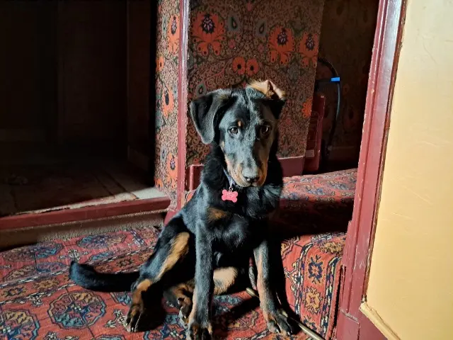 chienne reunited   44310 Saint-Philbert-de-Grand-Lieu Voltige