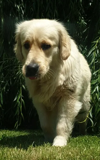 chienne reunited   45470 Traînou Bella