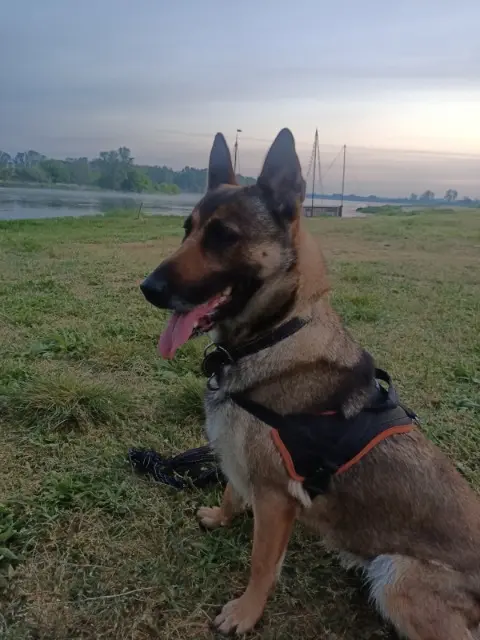 chienne reunited   45730 Saint-Benoît-sur-Loire Mila
