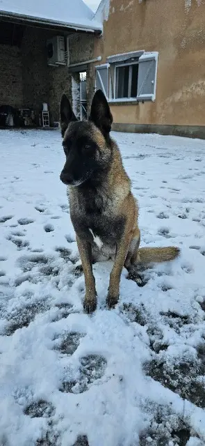 chienne reunited   45170 Crottes-en-Pithiverais Shana