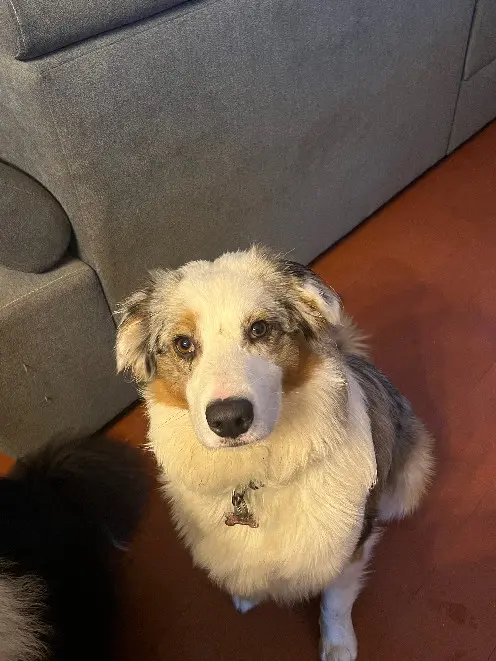 chienne reunited 5 bis Route de Jargeau 45150 Darvoy Tessa 