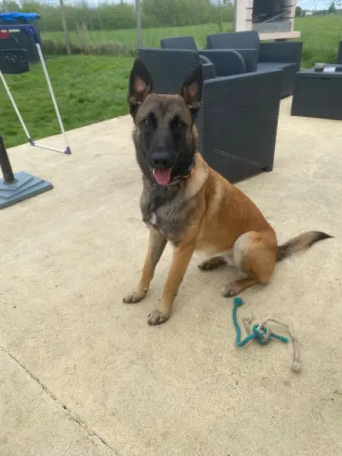 chienne reunited   45170 Chilleurs-aux-Bois Vinka