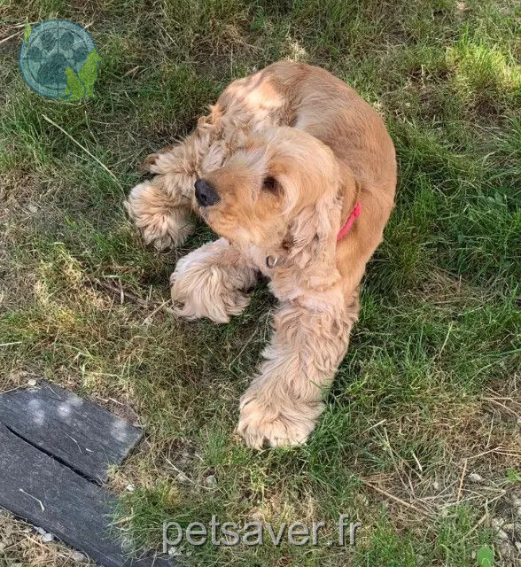 chienne reunited 45530 Sury-aux-Bois Wilo