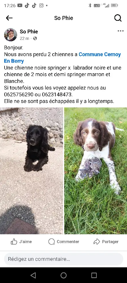 Chienne Perdue 45 Loiret Chienne Perdue 45 Loiret