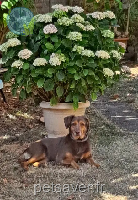 chienne reunited 46600 Cressensac-Sarrazac Daysie