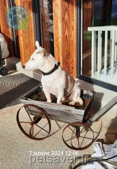 chienne reunited 46500 Albiac Gaia