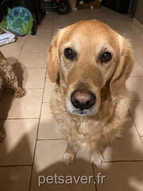 chienne reunited 46090 Maxou Iota