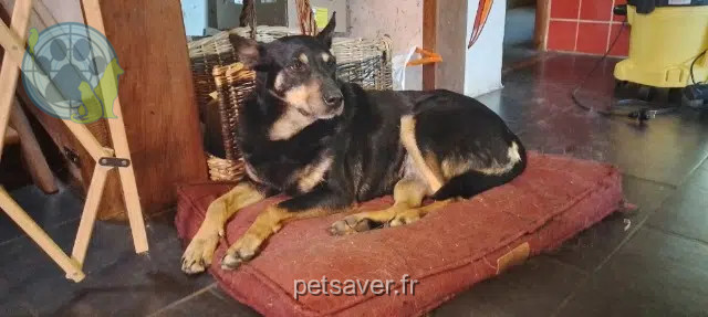 chienne reunited   46150 Thédirac Just