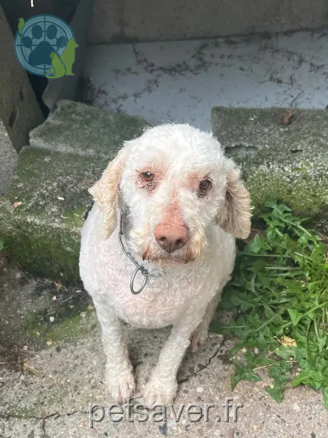 chienne reunited   46170 Castelnau-Montratier Princesse