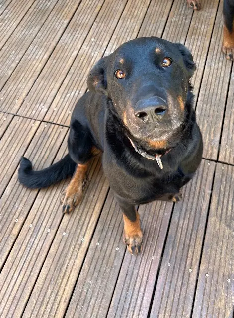 chienne reunited   47340 Laroque-Timbaut Nala