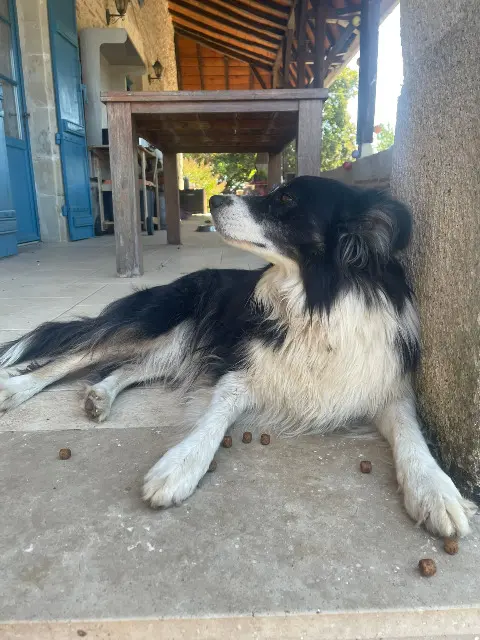 chienne reunited   47440 Casseneuil Rubis