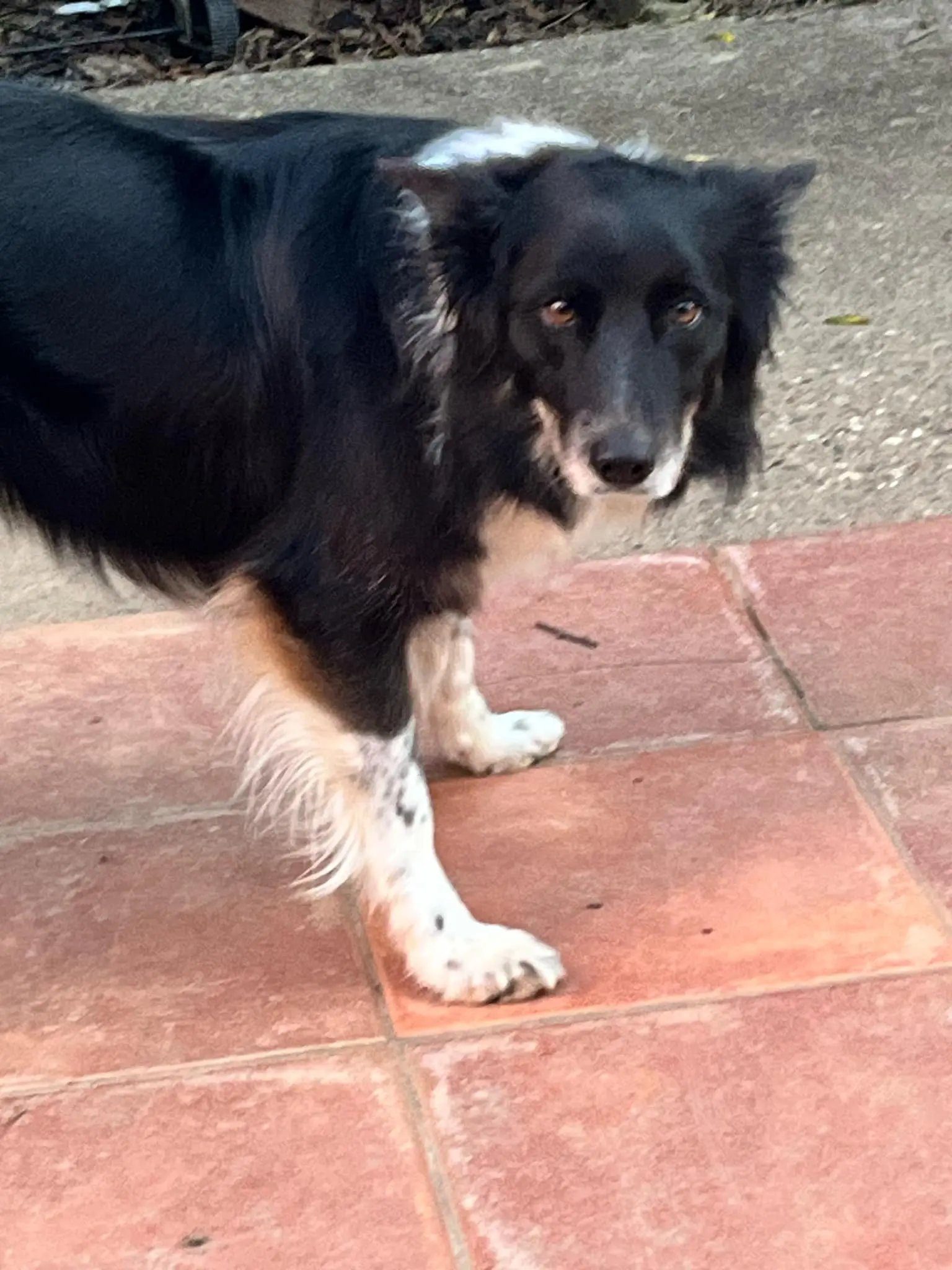 chienne reunited   47520 Le Passage Snipper