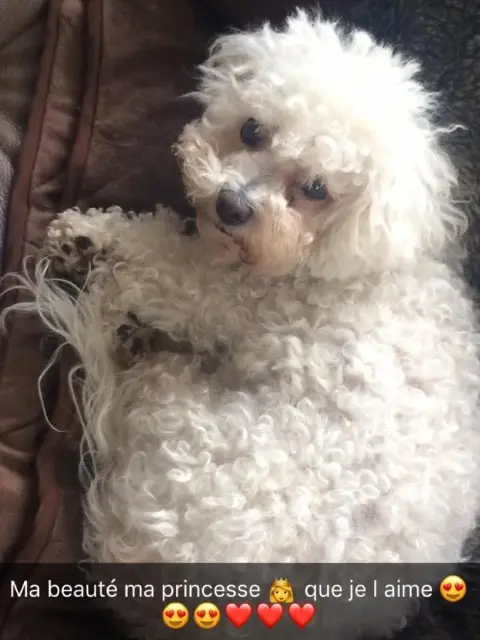 chienne reunited   47300 Villeneuve-sur-Lot Tchoup