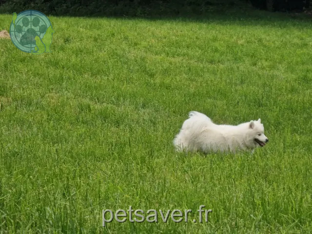 chienne reunited 48100 Le Buisson Indy