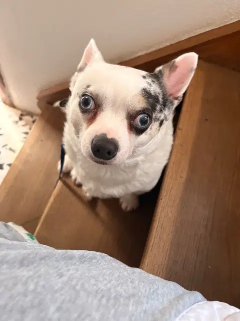 chienne reunited   48000 Mende Samba