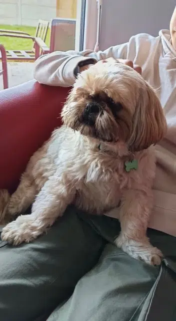 chienne reunited    Angers Apple