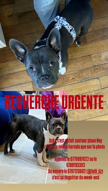 chienne reunited    Angers Aska