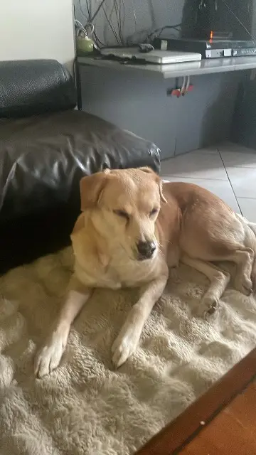 chienne reunited   49320 Brissac-Loire-Aubance Zohra