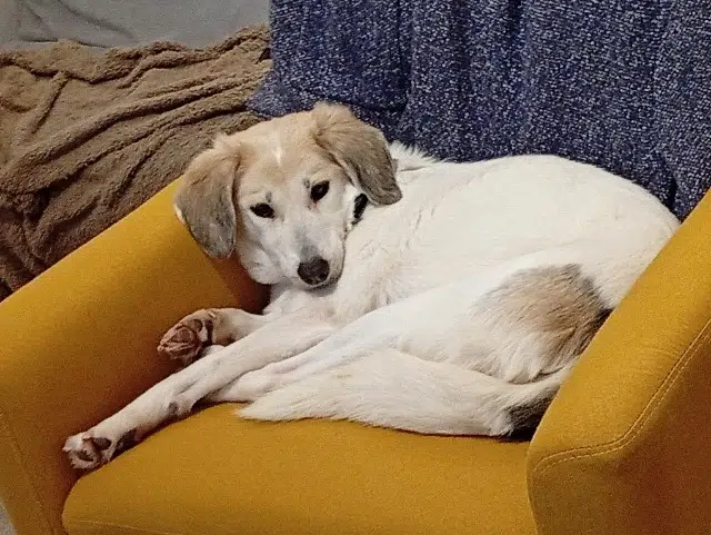 chienne reunited   49500 Segré-en-Anjou Bleu Datcha