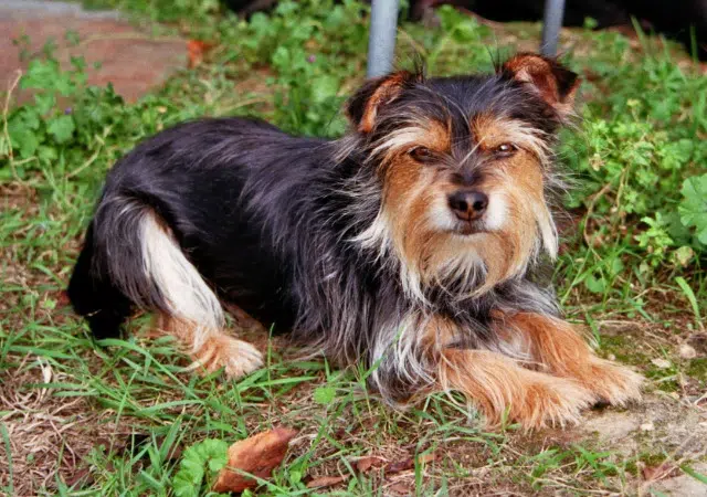 chienne reunited   49350 Gennes-Val-de-Loire Naya