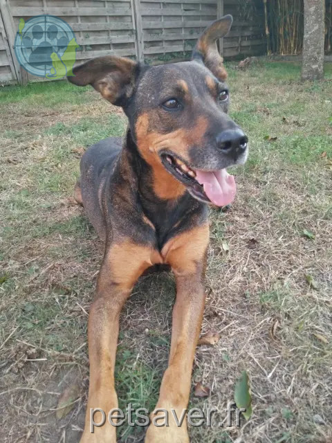 chienne reunited   49440 Angrie Hally
