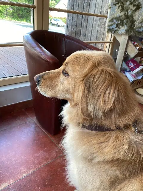 chienne retrouvée 49170 La Possonnière Midji chienne reunited 49170 La Possonnière Midji