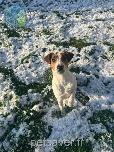 chienne reunited   49640 Morannes sur Sarthe-Daumeray Violette