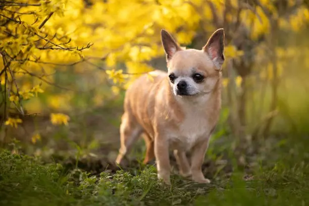 chienne reunited   49520 Ombrée d'Anjou Iphi Genie