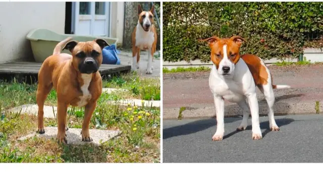 chienne reunited    Terranjou Freya et Shadow