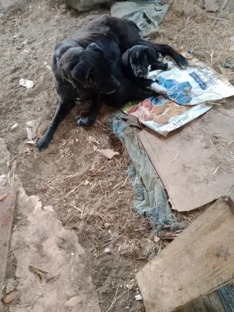 chienne reunited   49730 Varennes-sur-Loire Titou et Chaussette