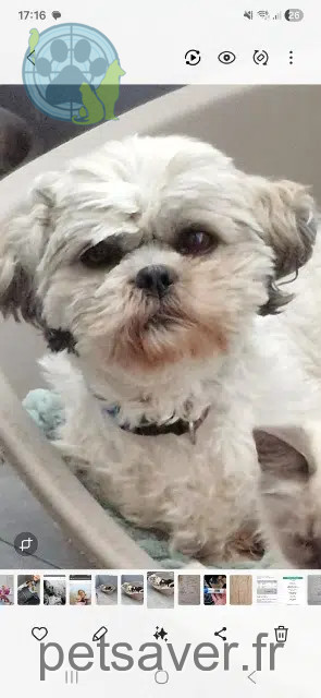 chienne reunited 50350 Donville-les-Bains Phoebe