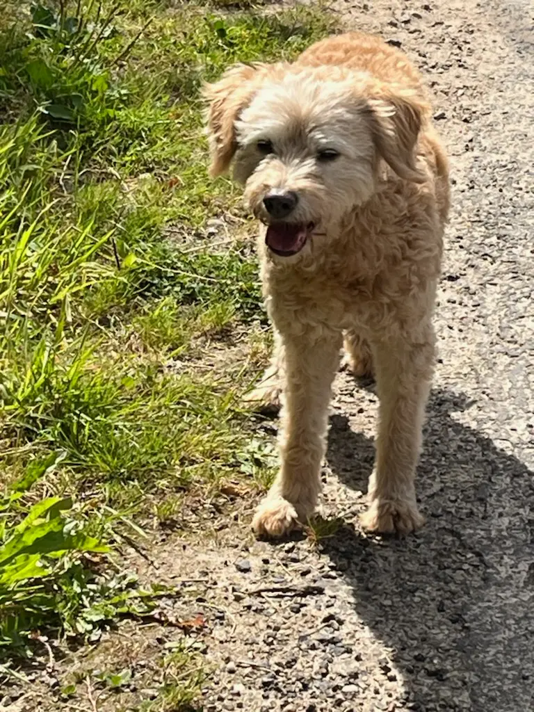 Chienne Trouvée 50 Manche Chienne Trouvée 50 Manche
