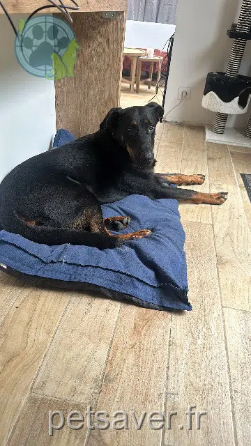 chienne reunited    Cherbourg-en-Cotentin Rasta